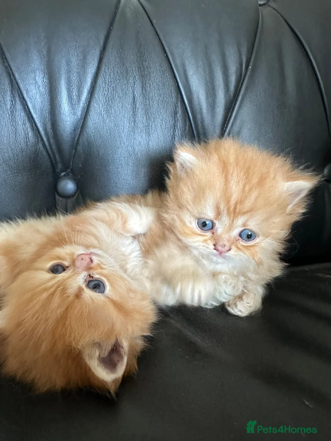 Persian cats for sale: Gorgeous Persian kittens 😍 - Advert 2