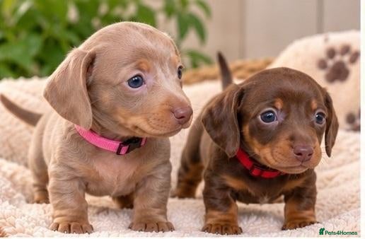 Miniature Dachshund dogs for sale: KC Mini Dachshund Puppies – Ultra Low 0.9% COI - Advert 1