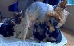 Yorkshire Terrier dogs for sale: Yorkshire terrier puppies  - Image 13