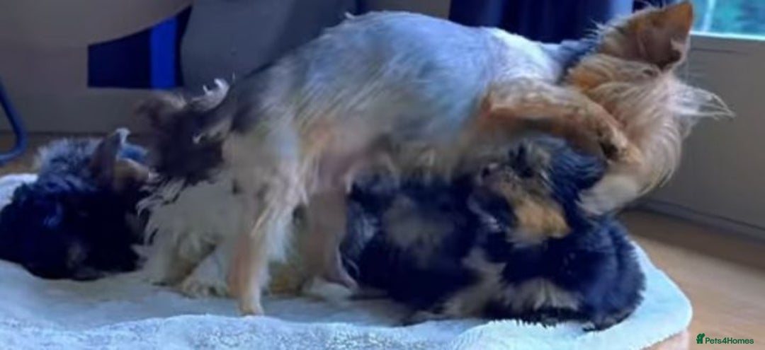 Yorkshire Terrier dogs for sale: Yorkshire terrier puppies  - Image 13