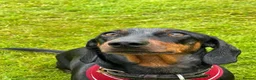 Dachshund dogs for sale: Stunning Male Pedigree Daschund - Advert 1