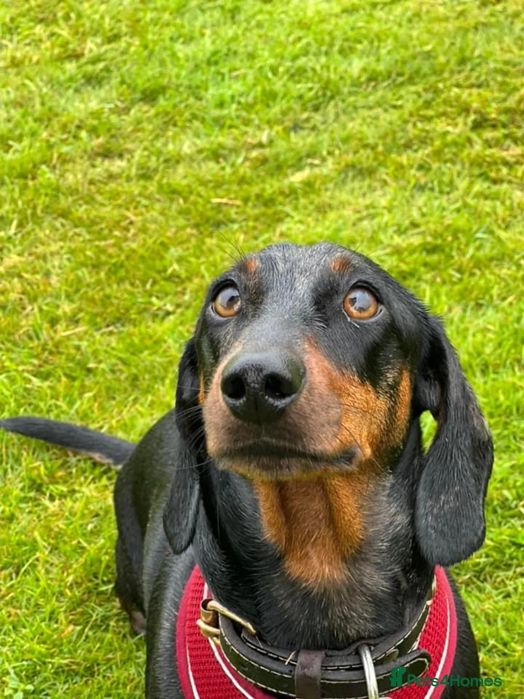Dachshund dogs for sale: Stunning Male Pedigree Daschund - Advert 1