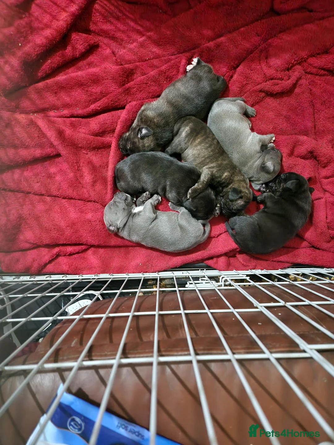 Mixed Breed dogs for sale: Puppy's are ready to leave now - Advert 12