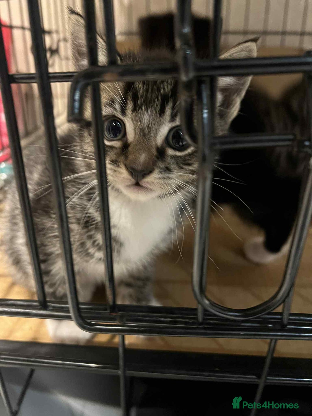 Mixed Breed cats for sale: 2 kittens female  - Advert 3