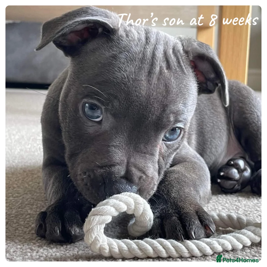 Staffordshire Bull Terrier dogs for stud: 📣THE 🔝 PRODUCING BLACK BLUE GENE CHAMPION IN UK  in Faversham - Advert 11