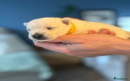 West Highland Terrier dogs for sale: West Highland Terrier Puppies for Loving Homes - Image 22