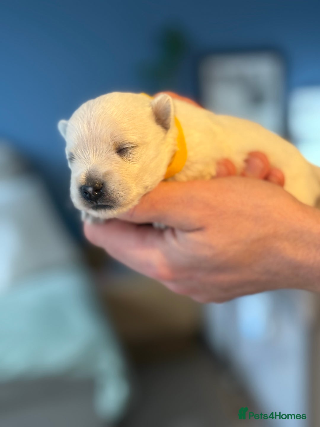 West Highland Terrier dogs for sale: West Highland Terrier Puppies for Loving Homes - Image 22