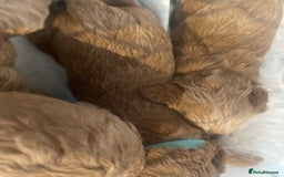 Toy Poodle dogs for sale: Toy poodle puppies  - Image 9