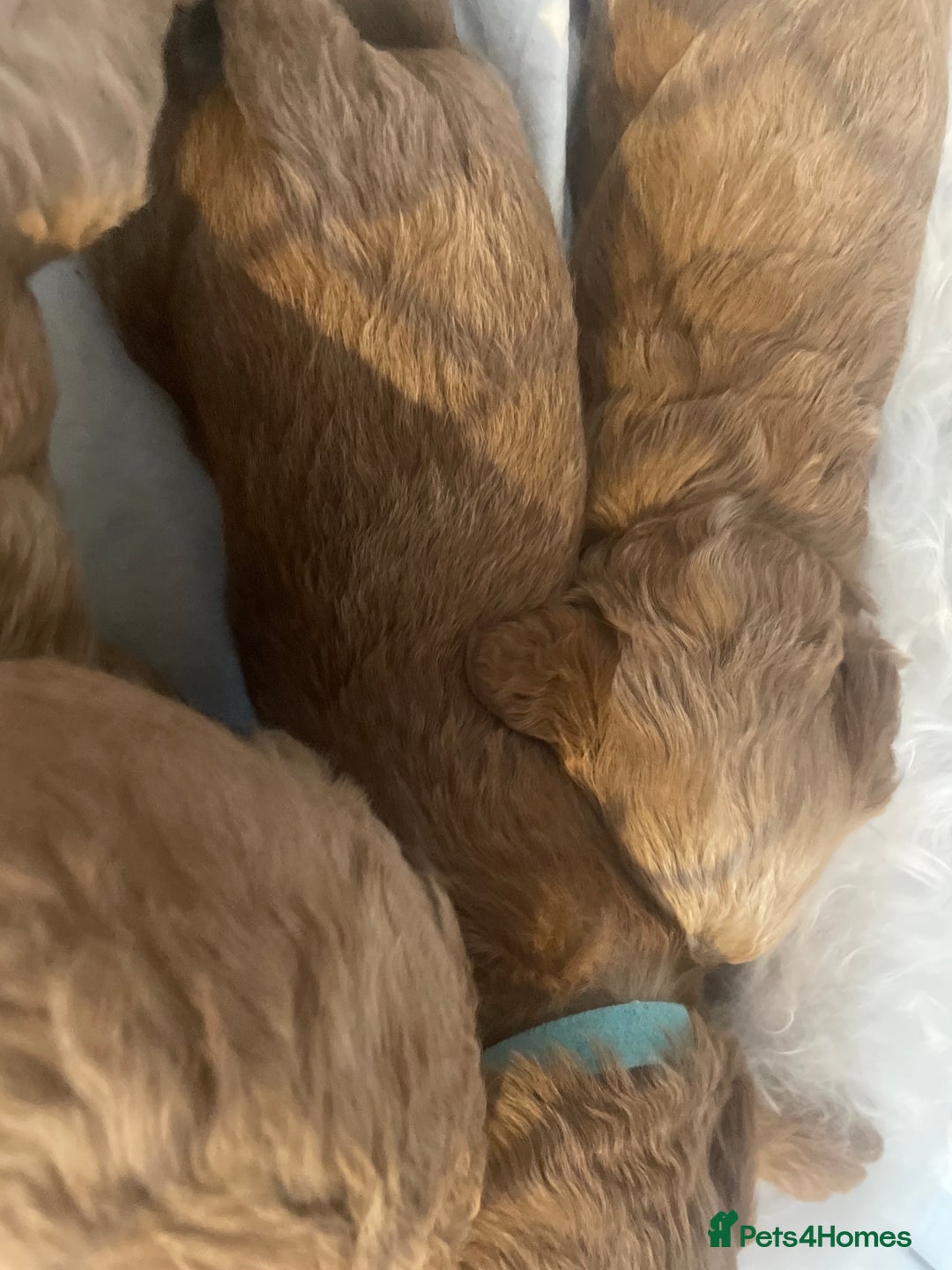 Toy Poodle dogs for sale: Toy poodle puppies  - Image 9