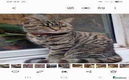 Mixed Breed cats for sale: Mixed breed female cat Free to a good home - Image 1
