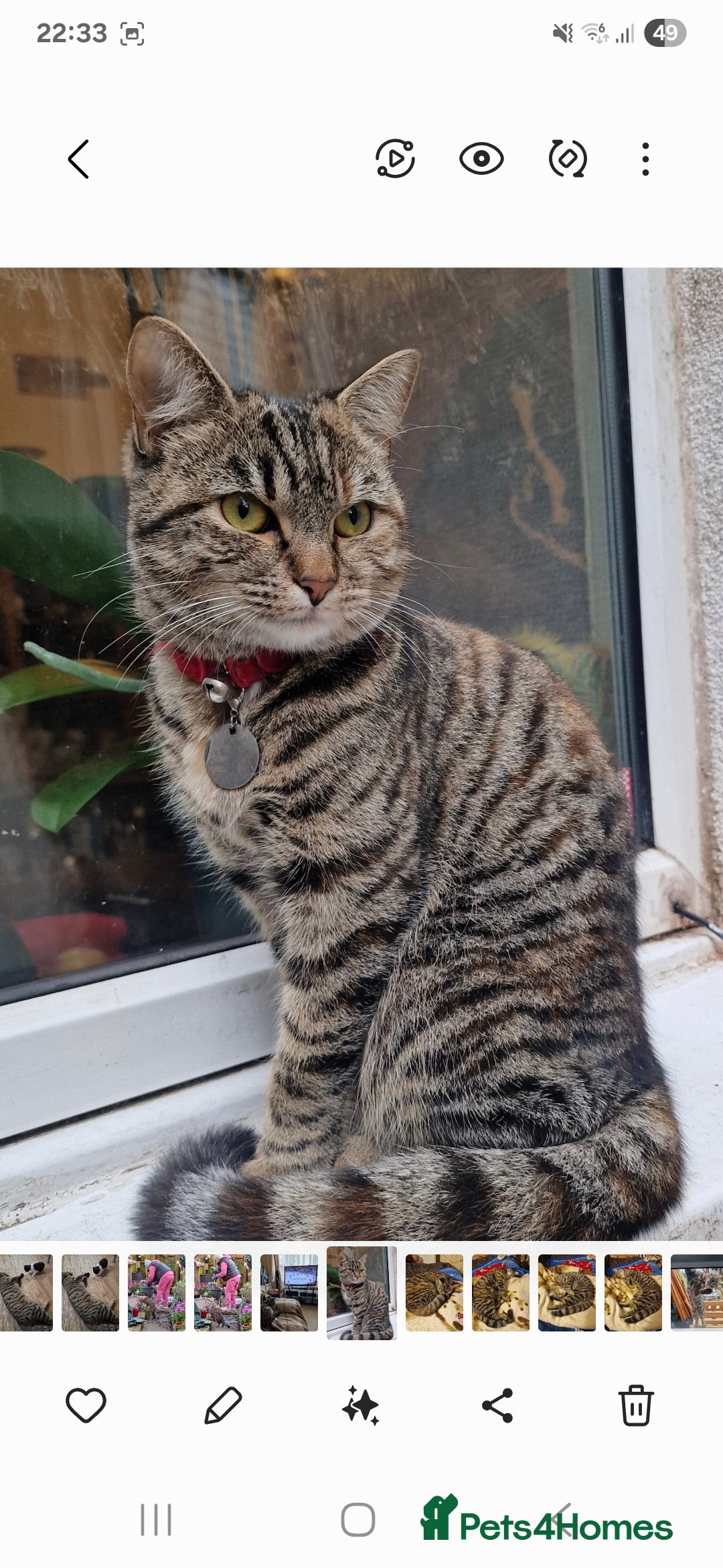 Mixed Breed cats for sale: Mixed breed female cat Free to a good home - Image 1