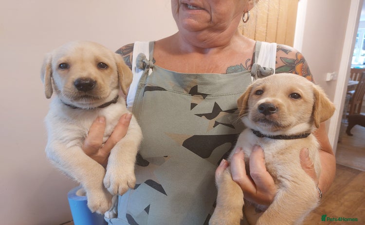 Labrador Retriever dogs - Advert 4