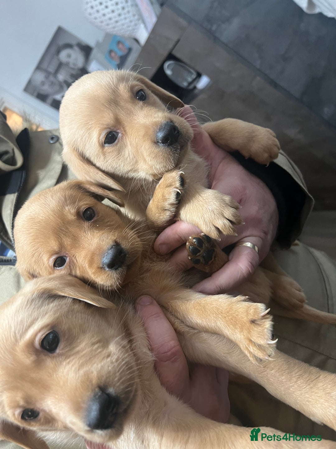 Labrador Retriever dogs for sale: Beautiful kc Labrador puppies - Advert 2