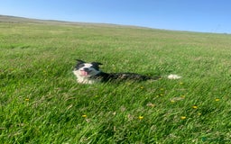 Border Collie dogs for sale: Trained Sheepdog for Sale  in Betws-y-Coed - Image 5