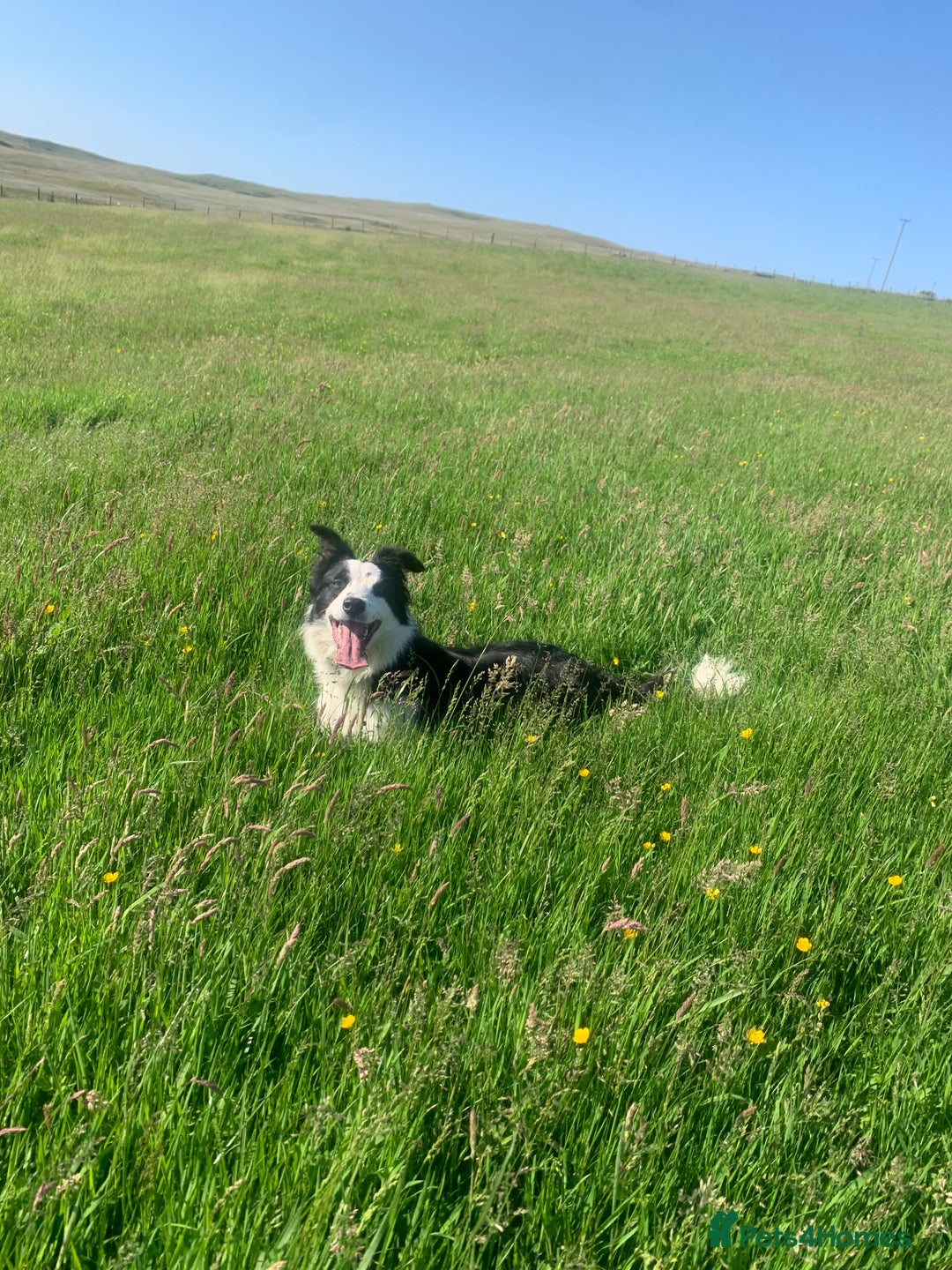 Border Collie dogs for sale: Trained Sheepdog for Sale  in Betws-y-Coed - Image 5