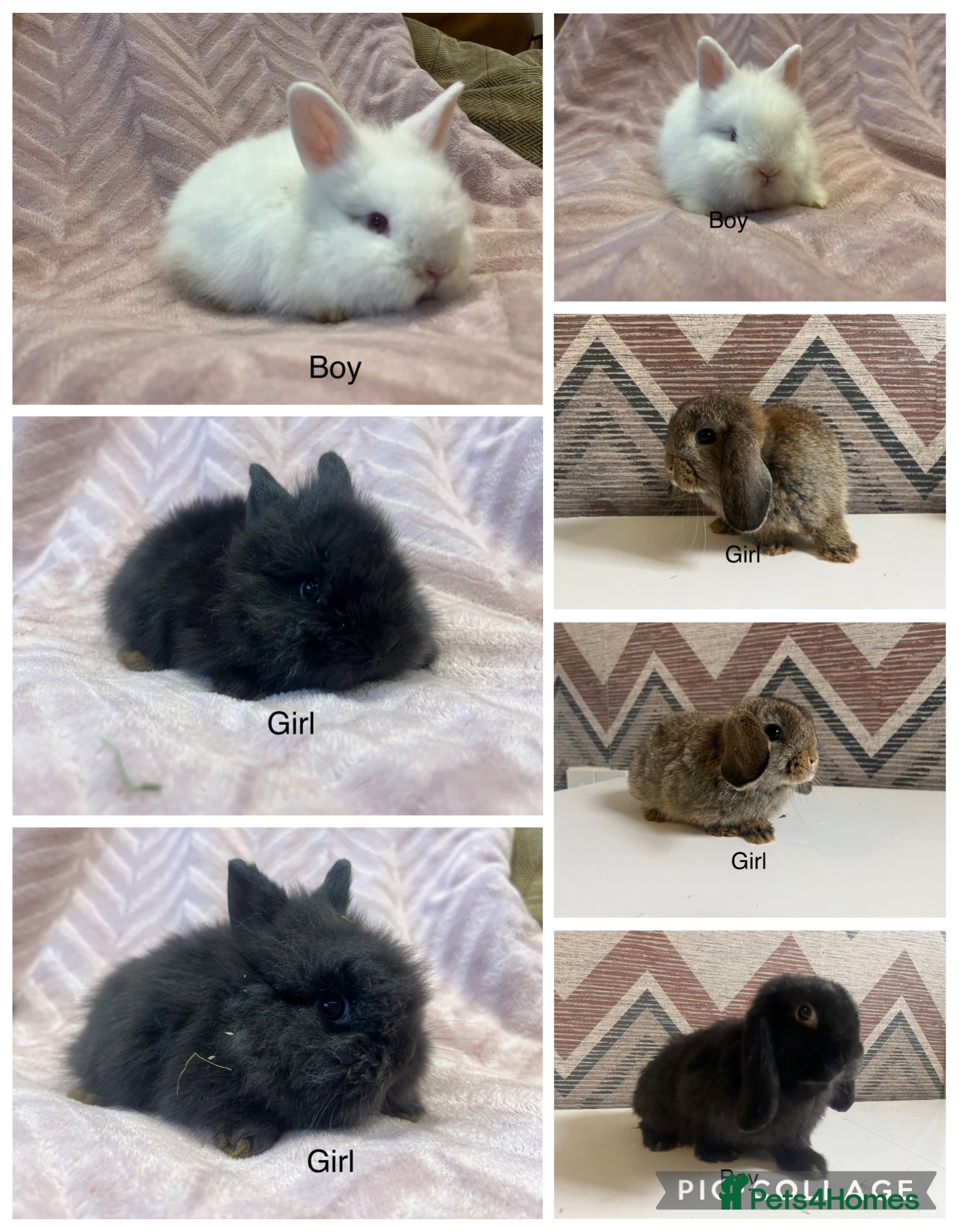 Mini Lop rabbits Mini lops  and mini double maned lionheads  - Advert 3