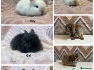 Mini Lop rabbits Mini lops and mini double maned lionheads - Advert 14