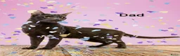Suffolk cats for sale: GCCF registered Chocolate Suffolk Kittens - Advert 4