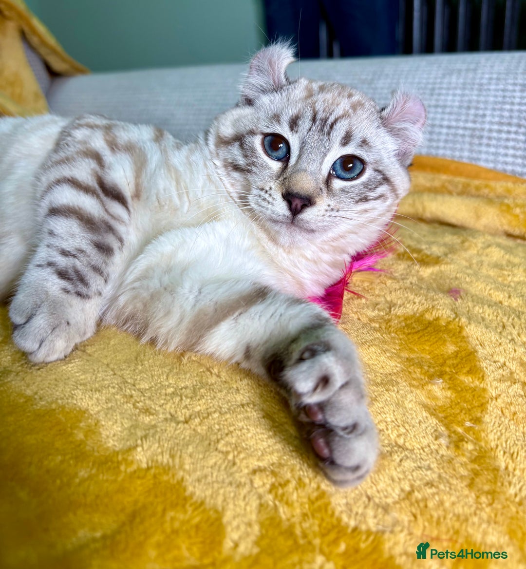 Savannah cats for sale: Breath taking wild looking girl  - Advert 32