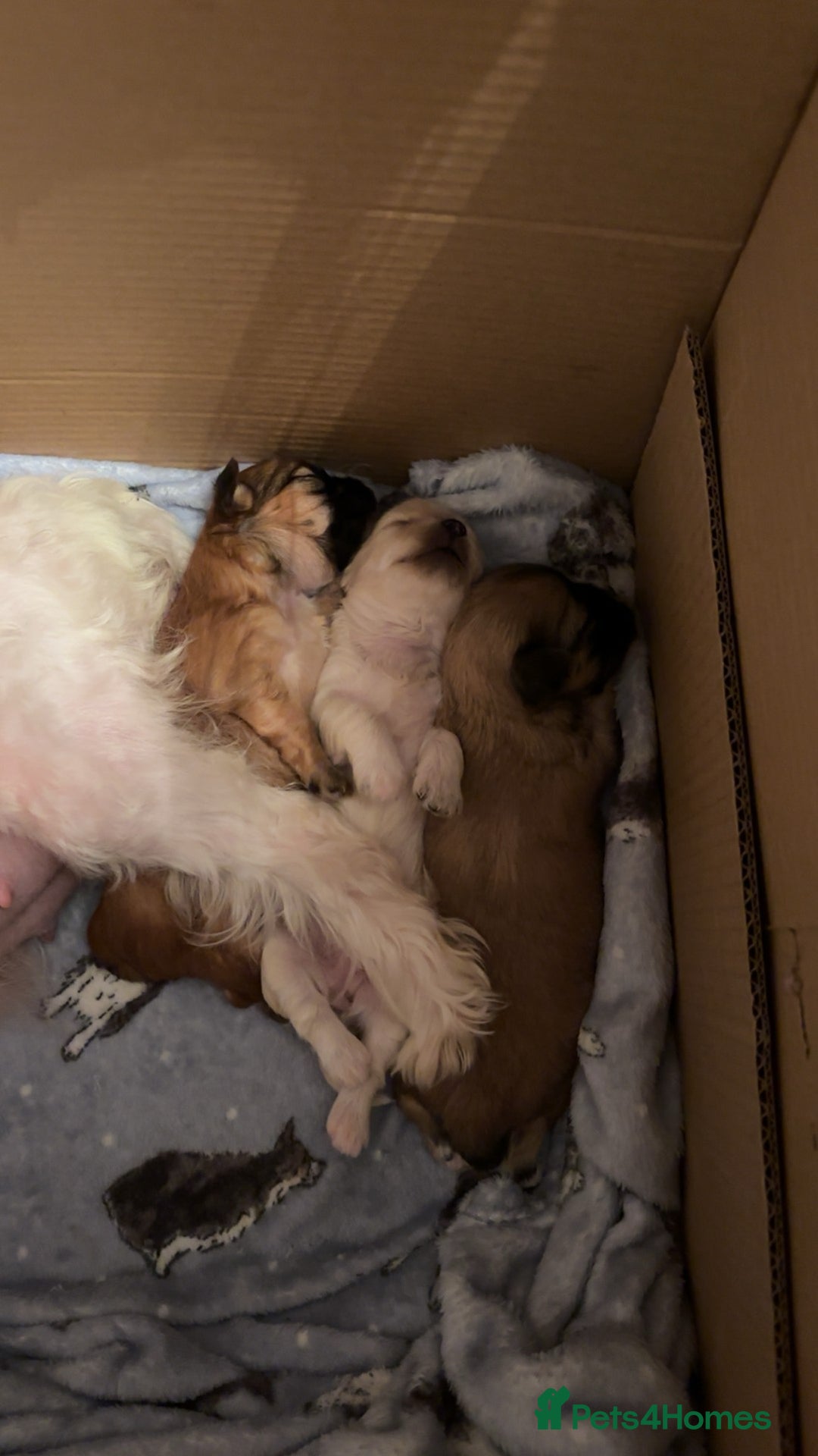 Mixed Breed dogs for sale: 3 Beautiful Chorkies girls - Advert 10