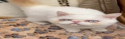 Exotic cats for sale: GCCF Registered Exotic Colour Point Kittens - Advert 6