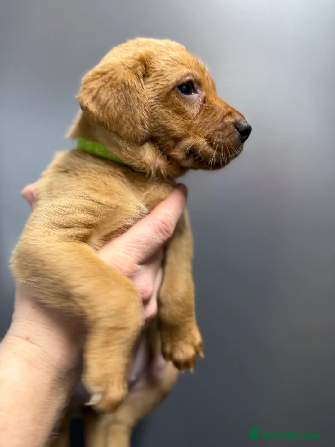 Labrador Retriever dogs for sale: KC Reg Labrador Puppies (mix of Red/blonde) - Advert 27
