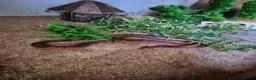 Corn Snake reptiles for sale: Corn snake 5 years old - Advert 3