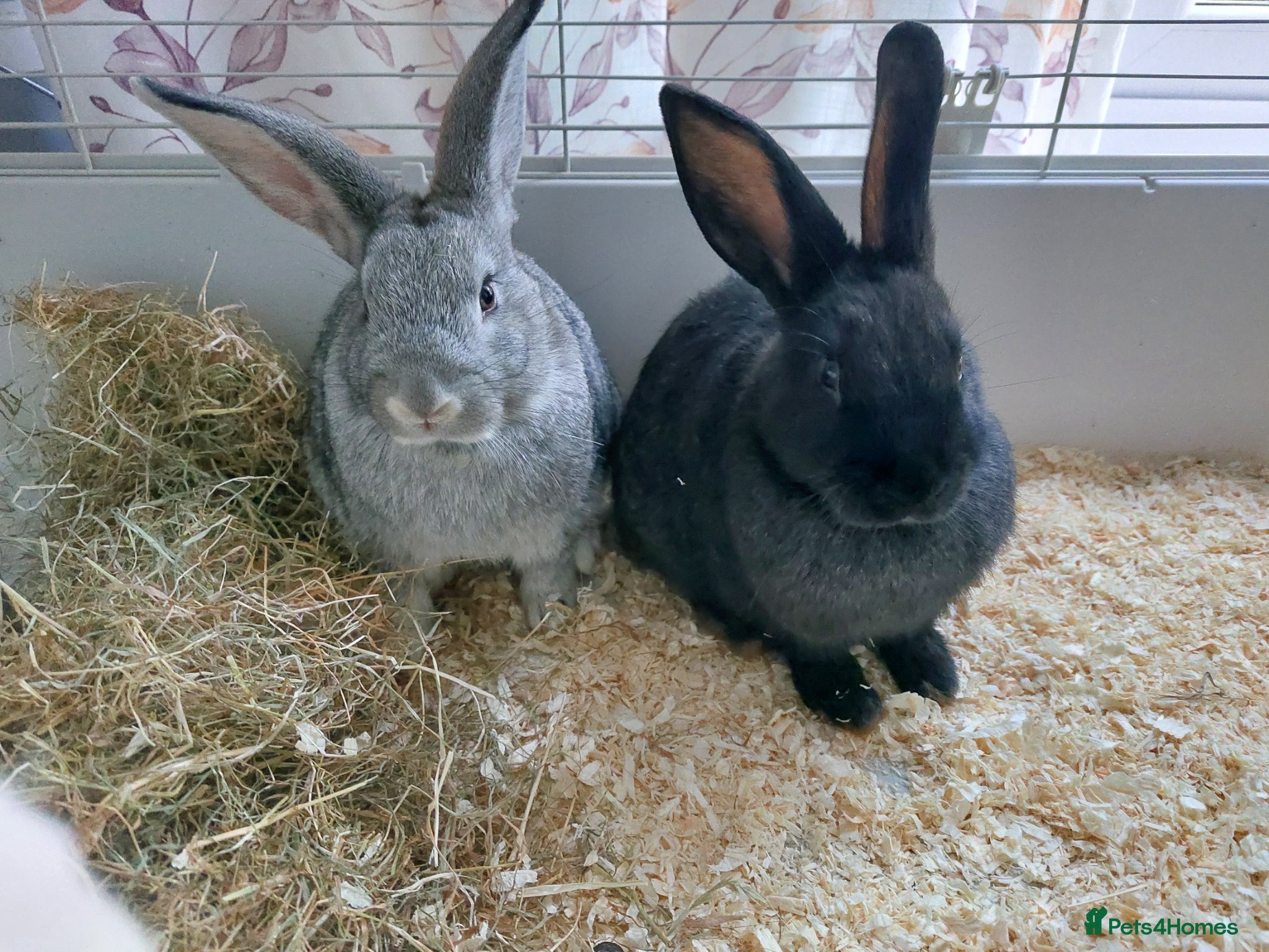 English Lop rabbits Little rabbits  - Advert 1