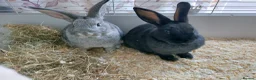 English Lop rabbits for sale: Little rabbits  in Chester - Advert 1