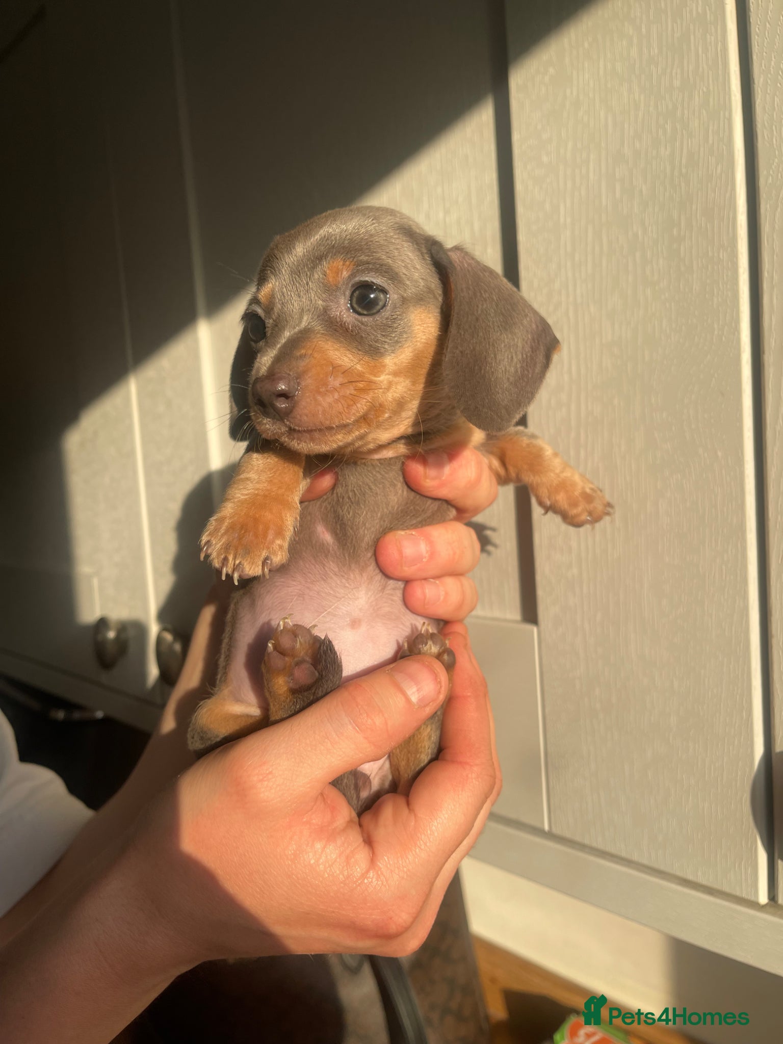 Miniature Dachshund dogs Ready to Collect today -Miniature Dachshund's❤️ - Advert 2