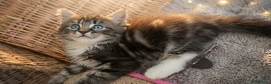Mixed Breed 1