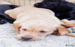 Cockerdor dogs for sale: Working Cockerdor Pups - Advert 8