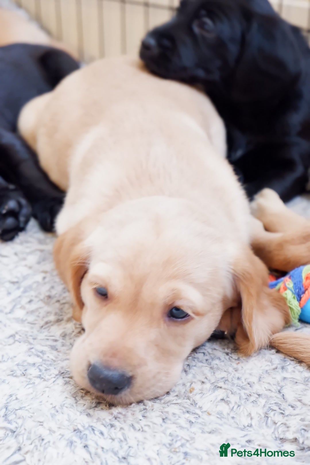 Cockerdor dogs for sale: Working Cockerdor Pups - Advert 8