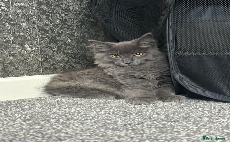 Maine Coon cats - Advert 4