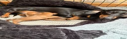 Miniature Dachshund dogs for sale: Miniature smooth hair puppies - Advert 1