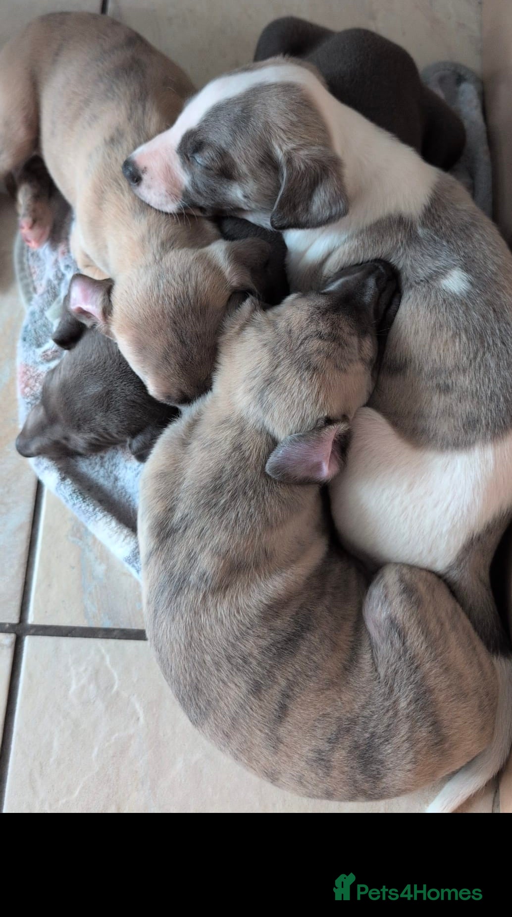 Whippet dogs Beautiful kc puppies 🐶  ready 13th august  - Advert 2