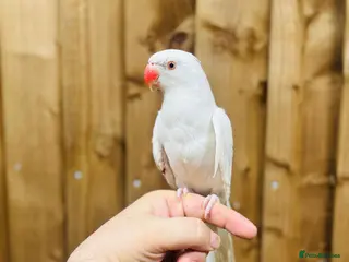 Ringnecks birds White ringg neck - Advert 1