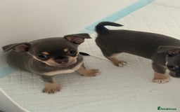 Chihuahua dogs for sale: Stunning chihuahua puppies  - Image 4