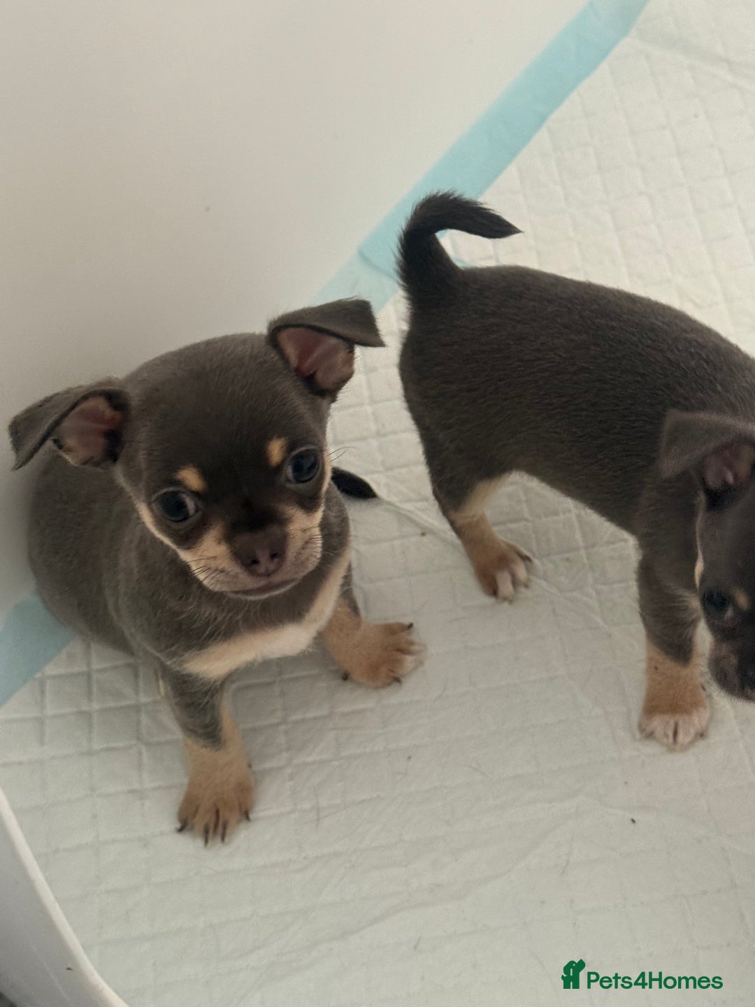 Chihuahua dogs for sale: Stunning chihuahua puppies  - Image 4