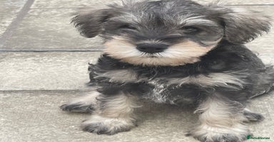 Miniature Schnauzer dogs - Advert 2