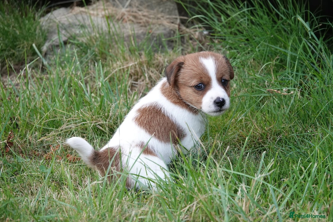 Jack Russell dogs for sale: KC Registered JR puppies  - Image 8