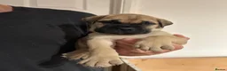 Bullmastiff dogs for sale: Beautiful Bullmastiff Puppies Exceptional Pedigree in Bracknell - Advert 4