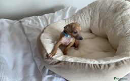 Italian Greyhound dogs for sale:  Beautiful Italian greyhound puppies  - Image 33