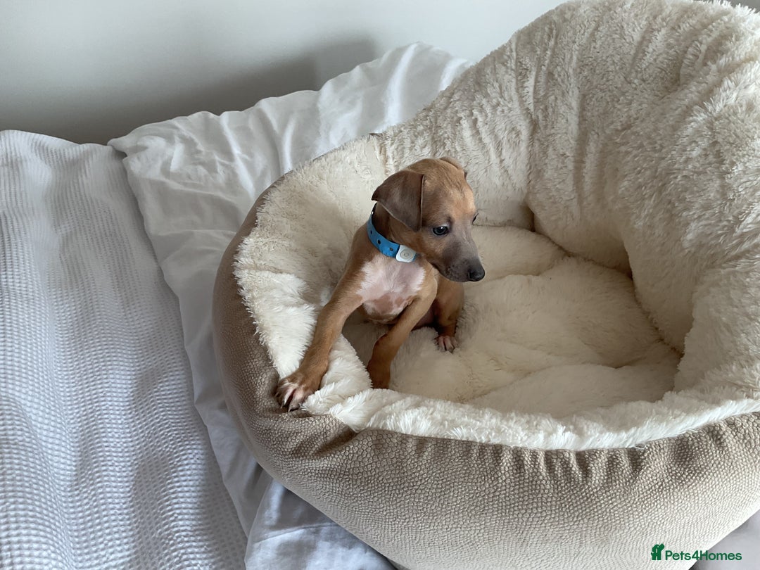 Italian Greyhound dogs for sale:  Beautiful Italian greyhound puppies  - Image 33