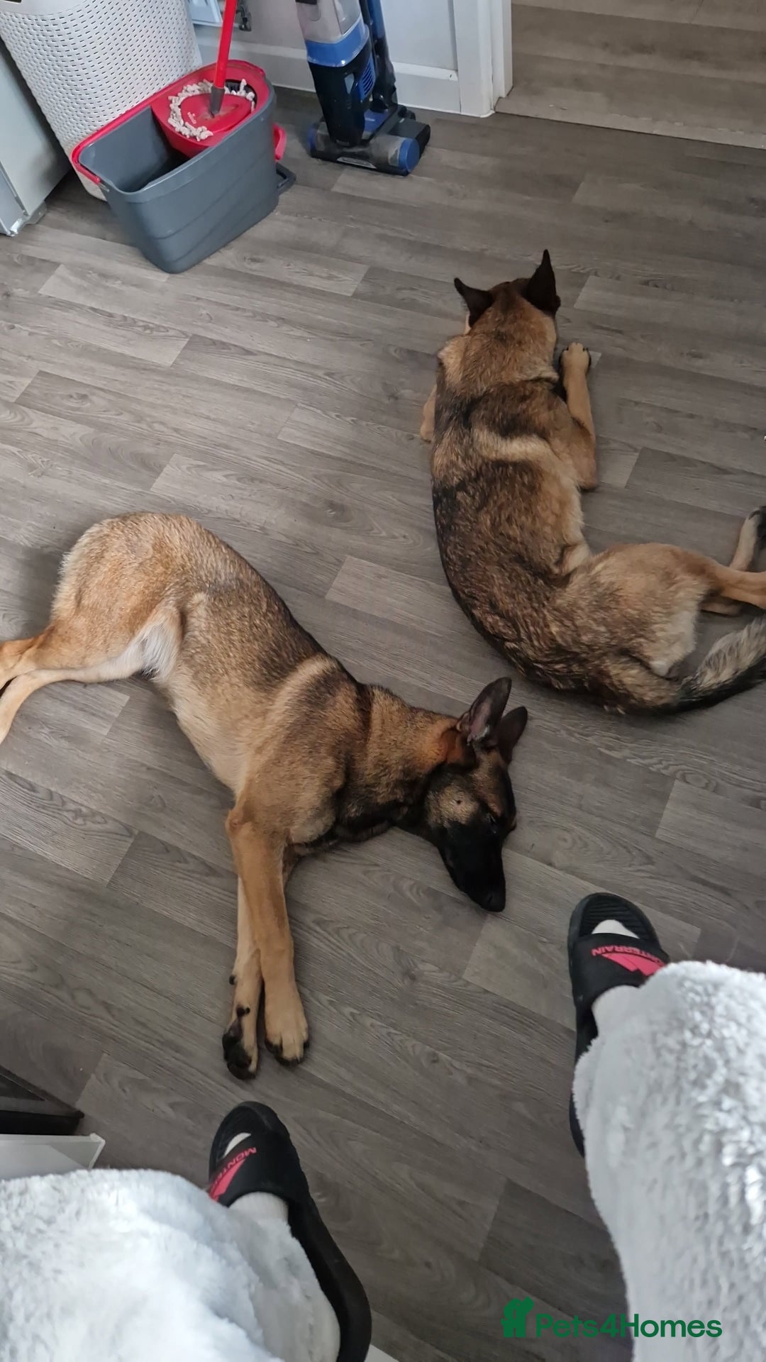 Belgian Shepherd Dog dogs for sale: Sisters  - Advert 6
