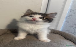Ragdoll cats for sale: Beautiful Ragdoll Kittens  - Image 16