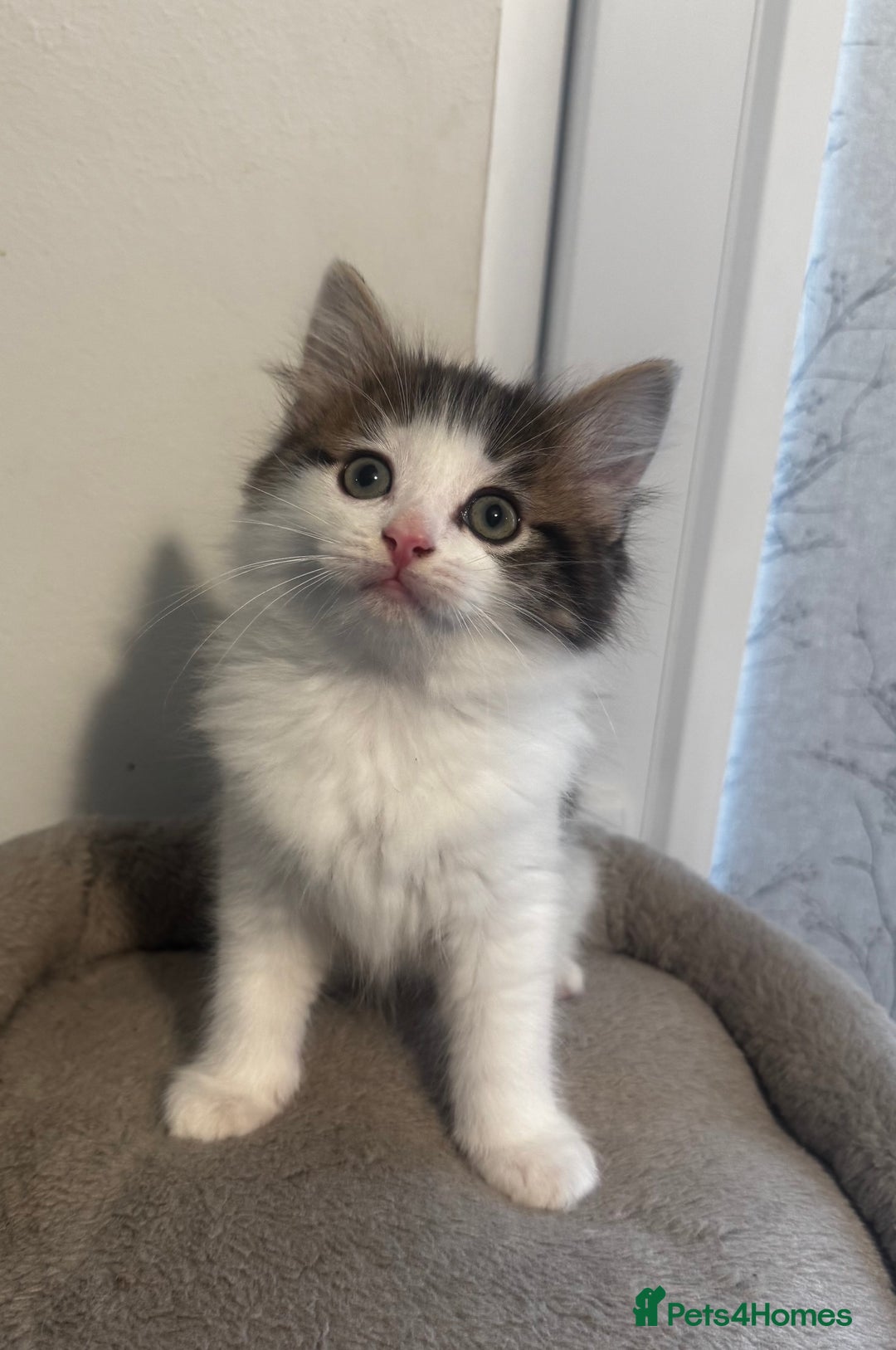 Ragdoll cats for sale: Beautiful Ragdoll Kittens  - Image 16