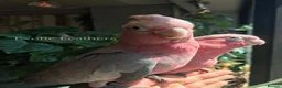Cockatoo birds for sale: Cuddly Baby Galah Cockatoos For Sale in Bury - Advert 8