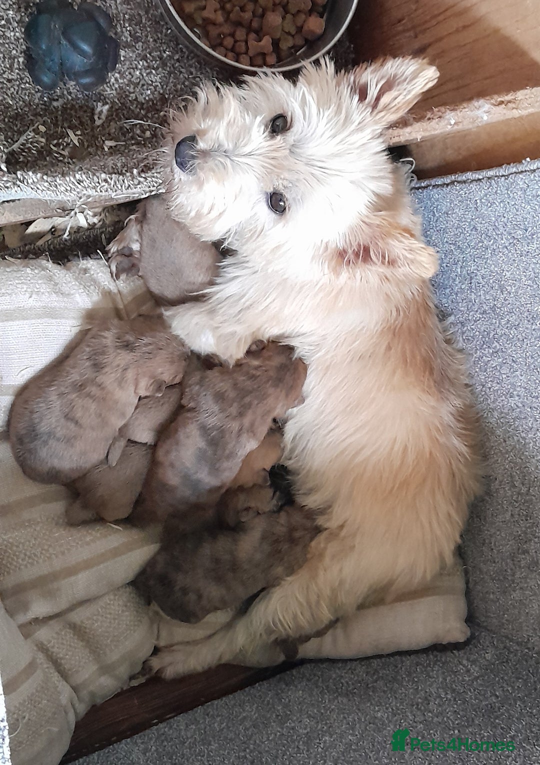 Cairn Terrier dogs for sale: Peggy has 5 handsome Boys and 2 beautiful girls - Advert 3