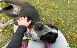 Mixed Breed dogs for adoption: TROOPER in Ashbourne - Image 7